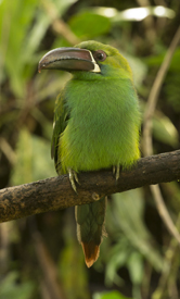 toucanet